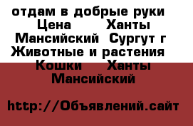 отдам в добрые руки › Цена ­ 1 - Ханты-Мансийский, Сургут г. Животные и растения » Кошки   . Ханты-Мансийский